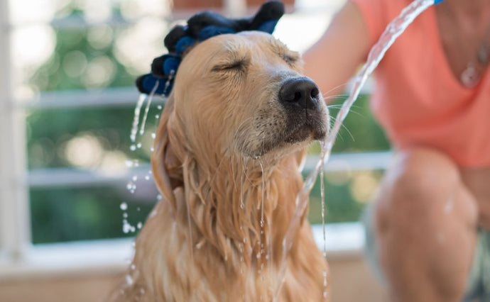 How to Groom your Dog
