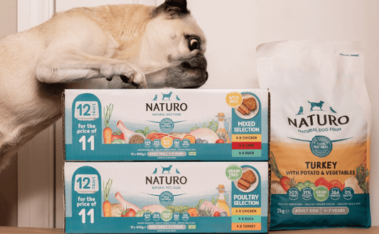 Wet vs Dry Dog Food: Which Is Best for Your Dog?