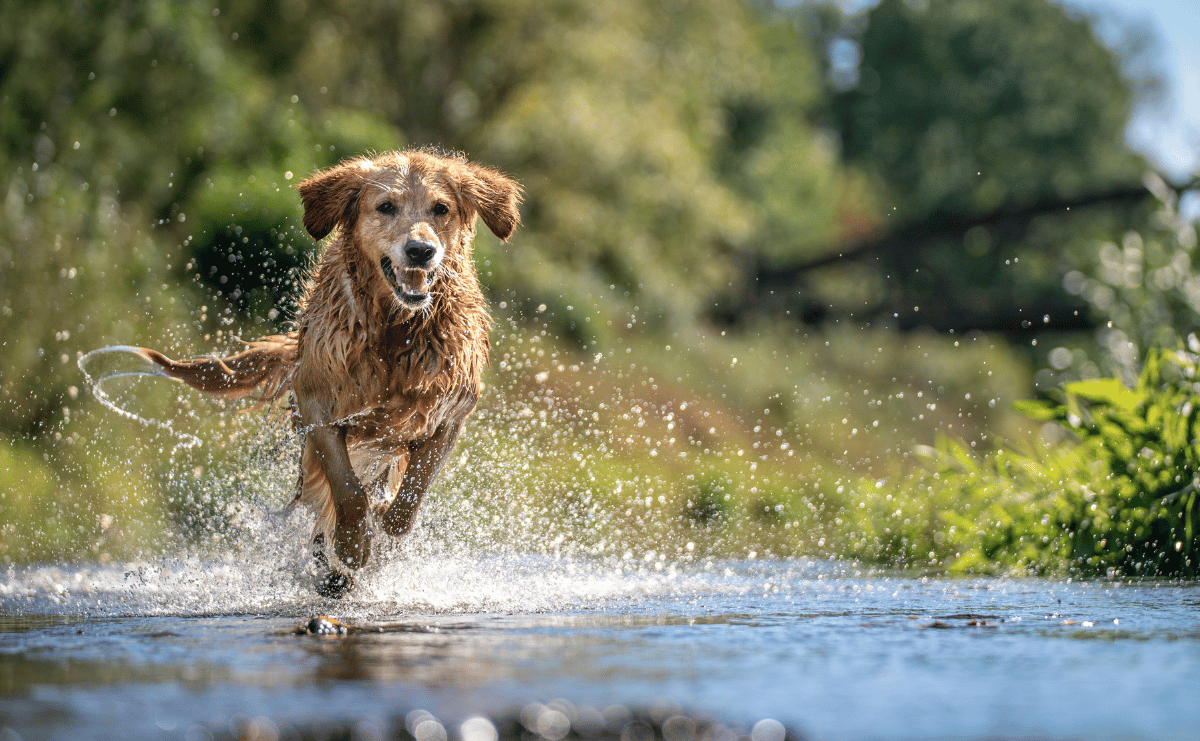 How to Keep Your Pet Hydrated This Summer