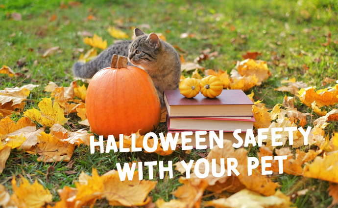 Halloween Pet Safety: How to Keep Your Cat or Dog Safe and Stress-Free