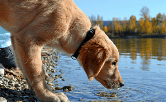 How to Get Your Dog or Cat to Drink More Water
