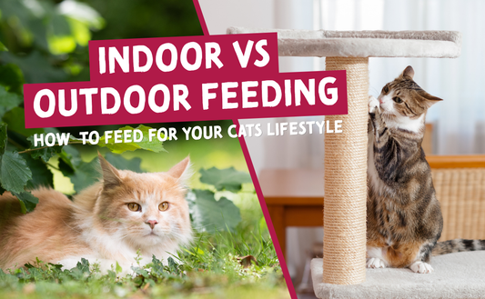 How Should You Feed an Indoor Cat vs an Outdoor Cat?
