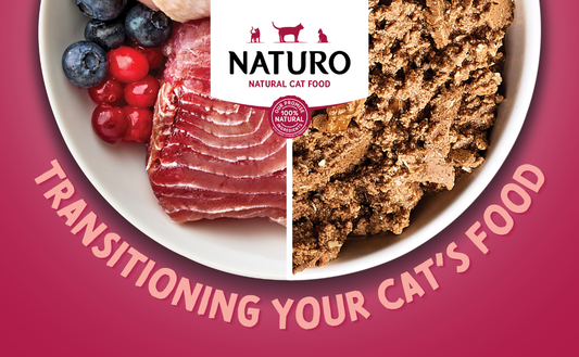 How to Transition Your Cat to a New Food Safely