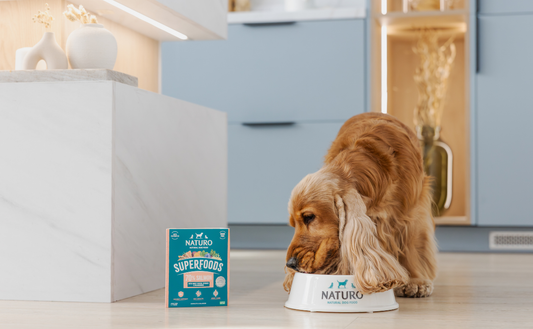 What Is a Superfood? A Guide to Superfoods for Dogs