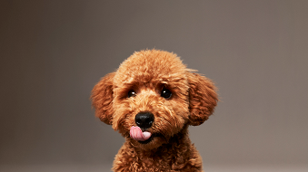 Pet owners care more about healthy eating for their pets than themselves