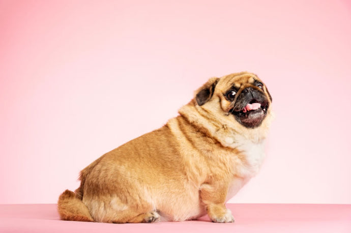 Pandemic Pooch Pounds