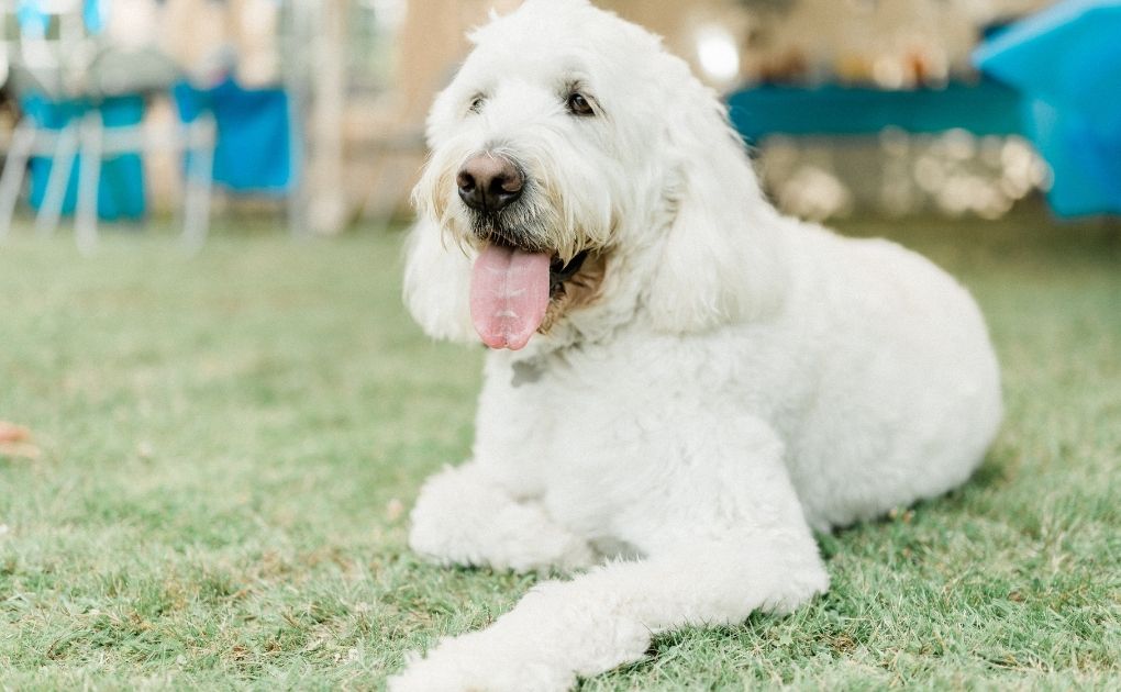 5 Do’s and Don'ts for Senior Dogs