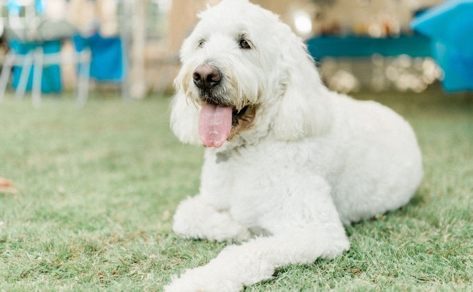 5 Do’s and Don'ts for Senior Dogs