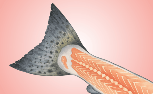 Can My Dog Eat Salmon?
