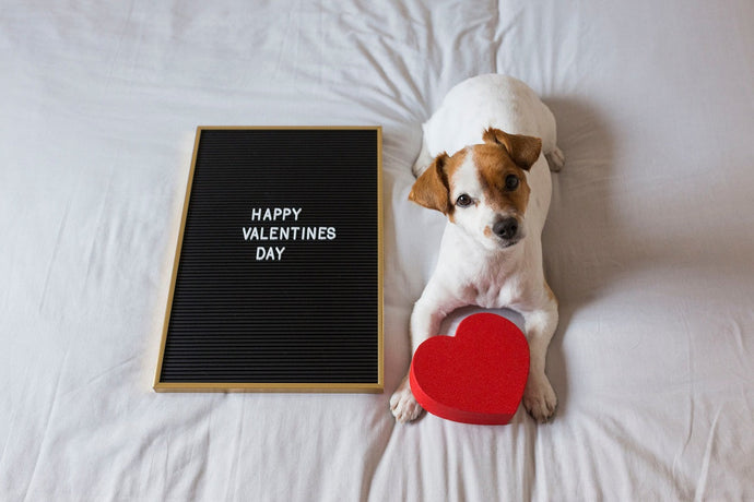 Share the love with your dog