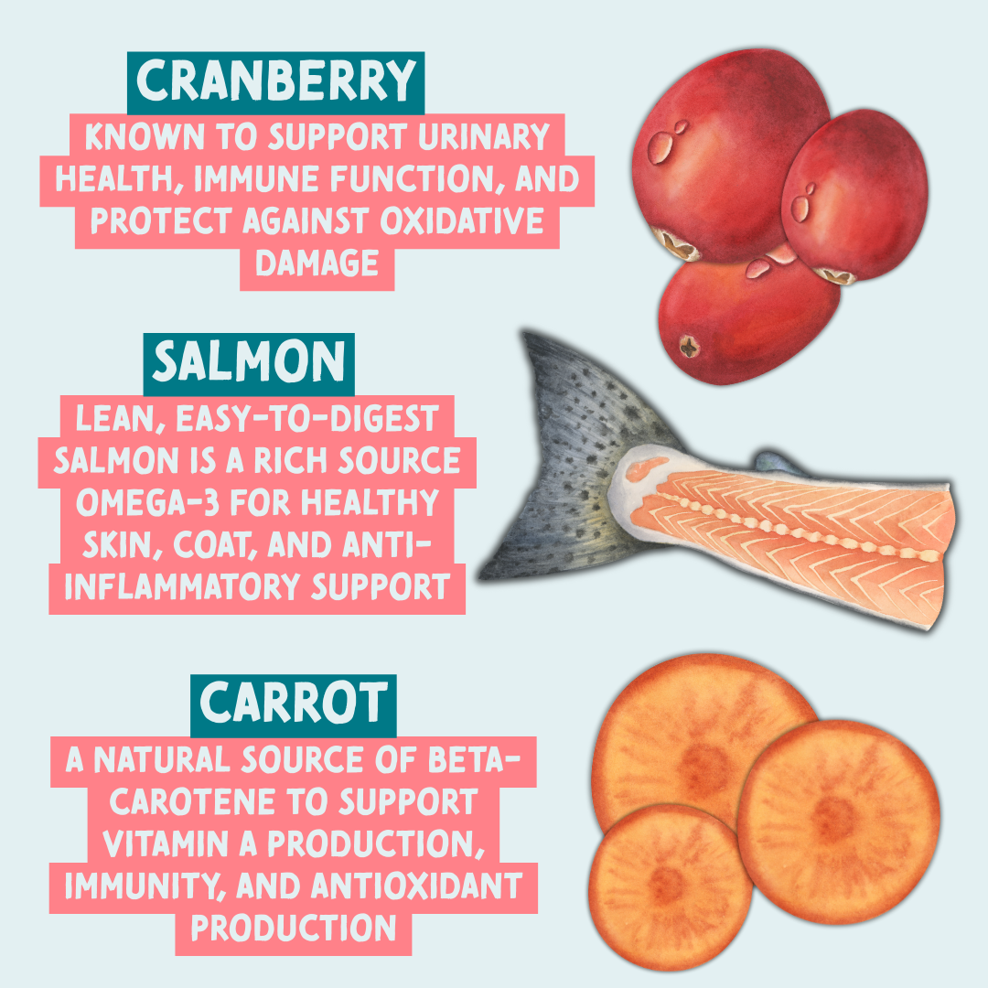 Illustration of cranberries, salmon, and carrots with text about their health benefits on a light blue background.
