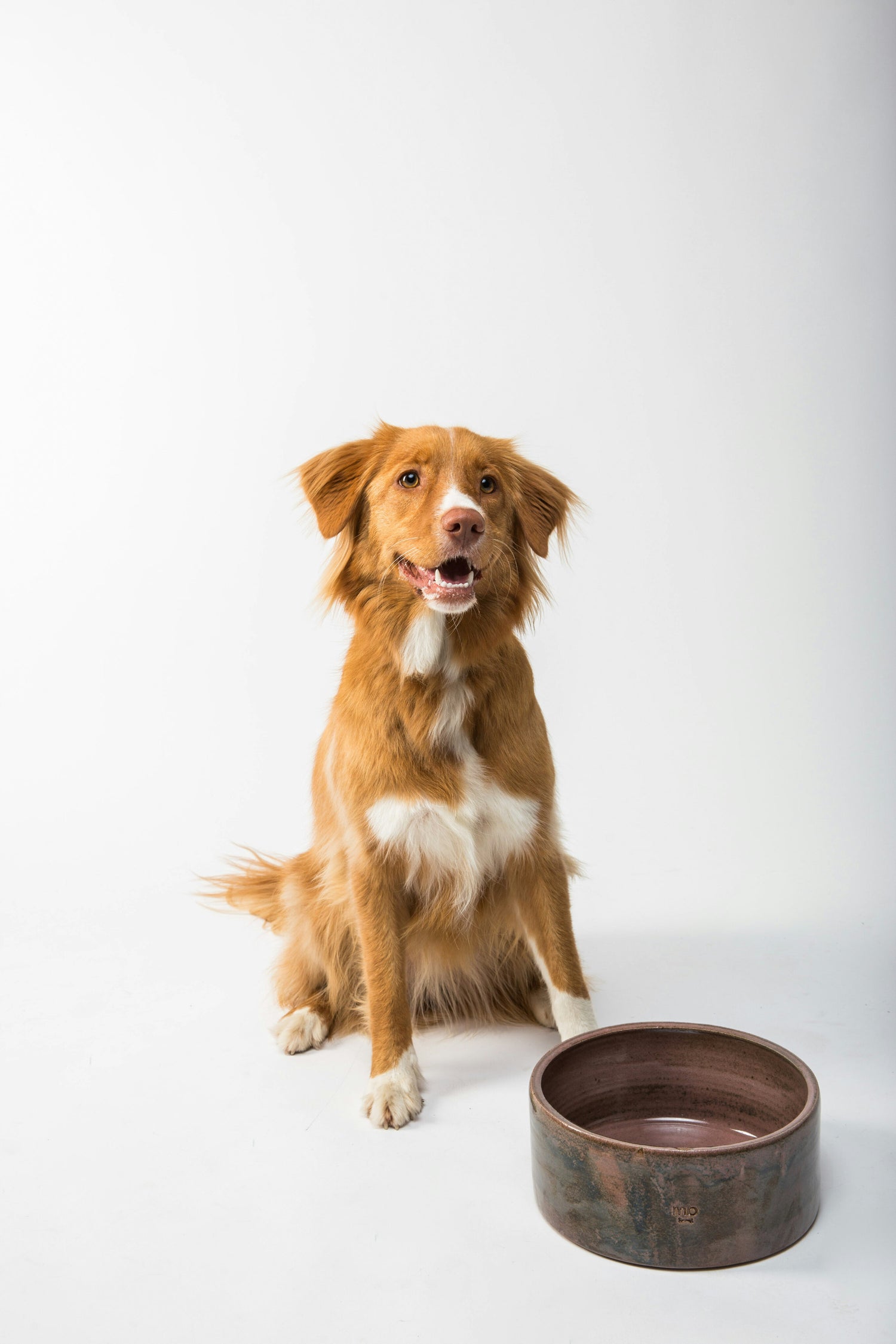 Brown dog sitting behind empty bowl looking excitedly at the camera
