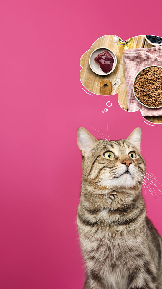 Cat Merchandise
