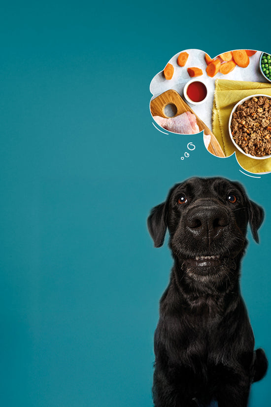 Wet Grain Free Dog Food