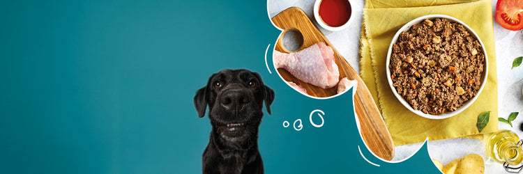 Grain Free Wet Dog Food