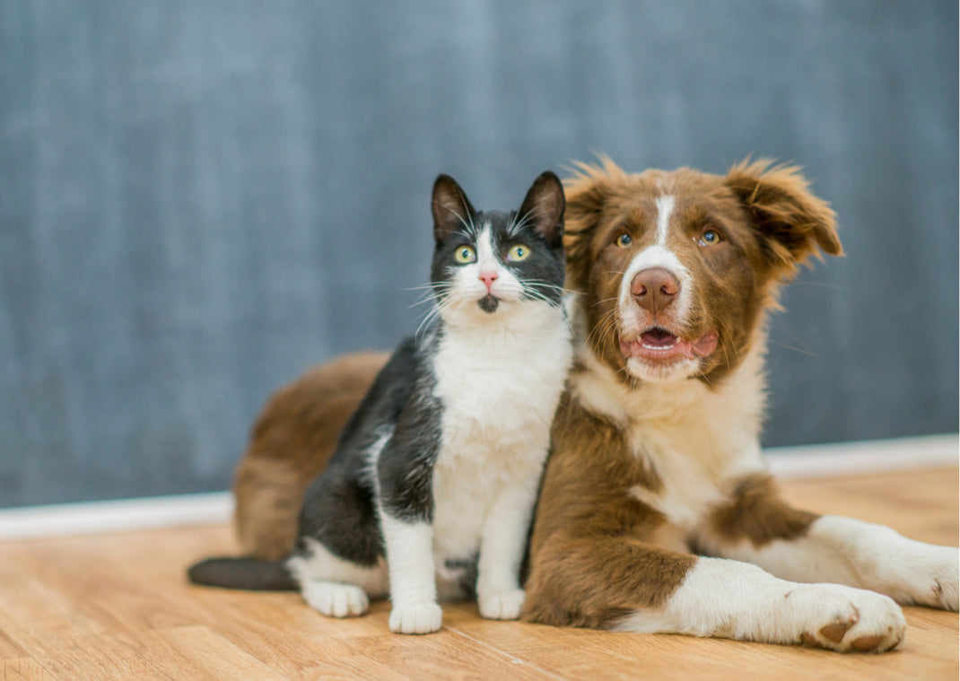 Brown and white dog with black and white cat sitting on the floor looking upwards