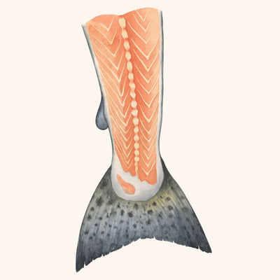 Illustration of salmon tail on pale background