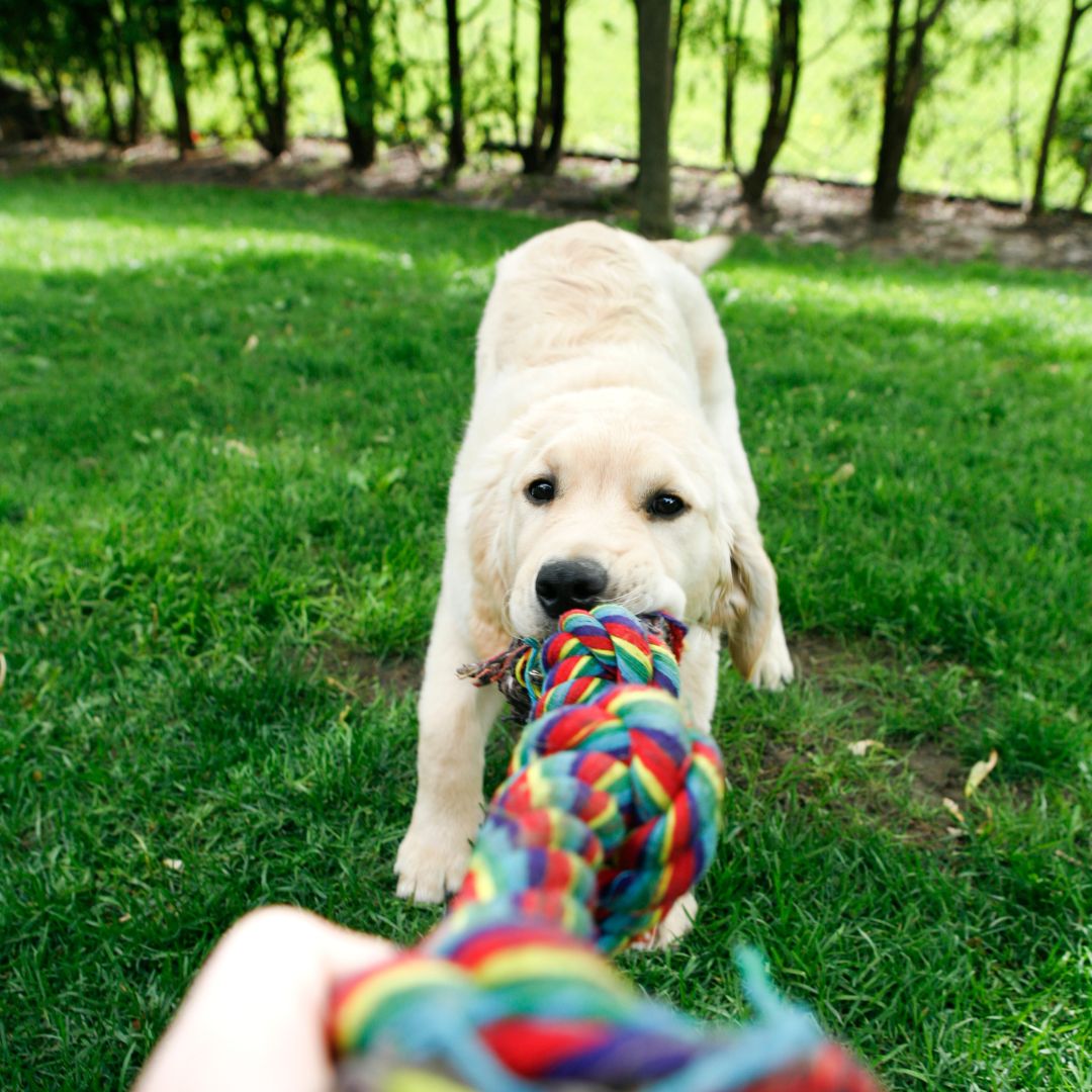 Image of a golden retriever puppy playing tug of war with their owner on a grassy background