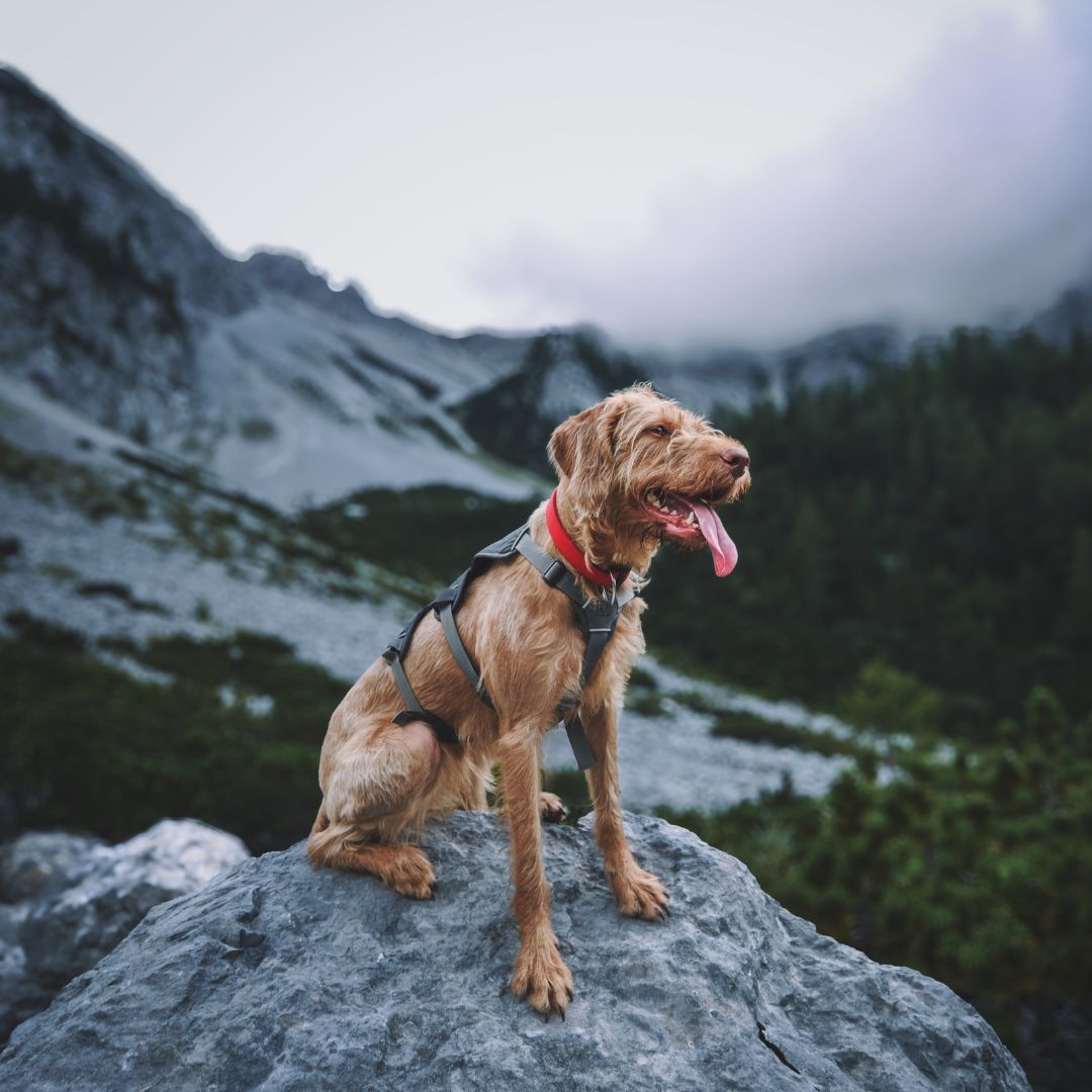 Image of large dog with harness on sitting on top of a rock with a mountain landscape in the background