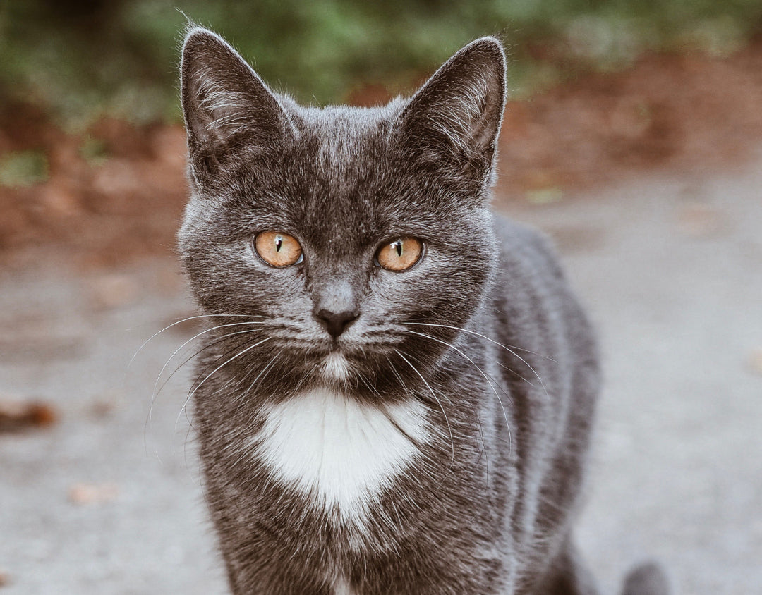 image-petcareguide-2