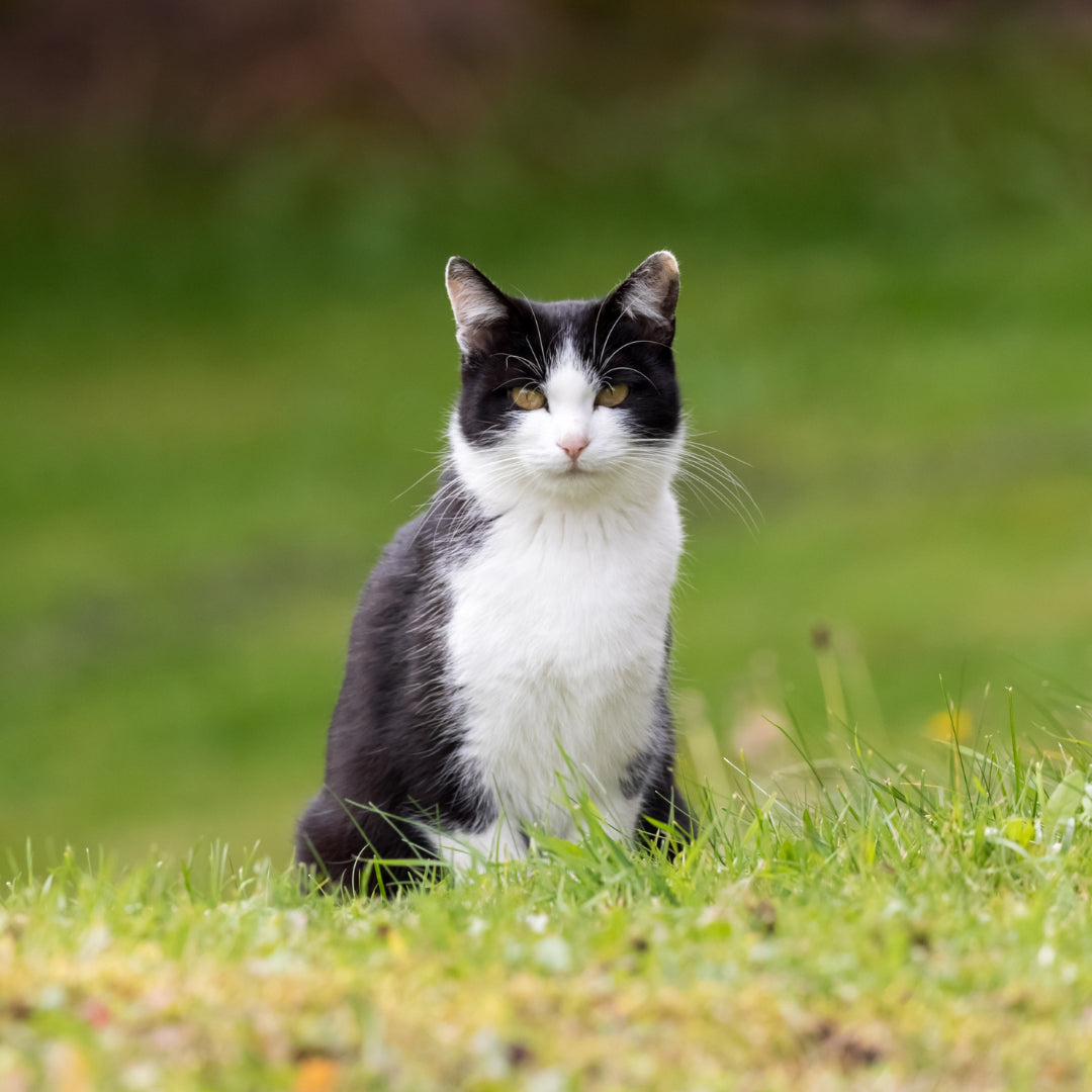 Black and white cat sitting in grass