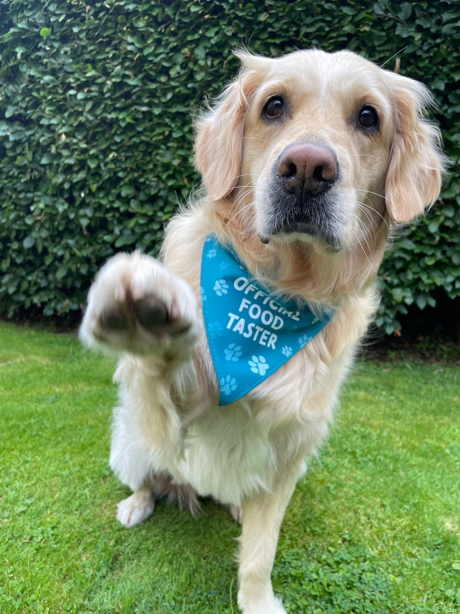 Dog wearing a Naturo teal bandana with 'Official Food Taster' text on a grassy background