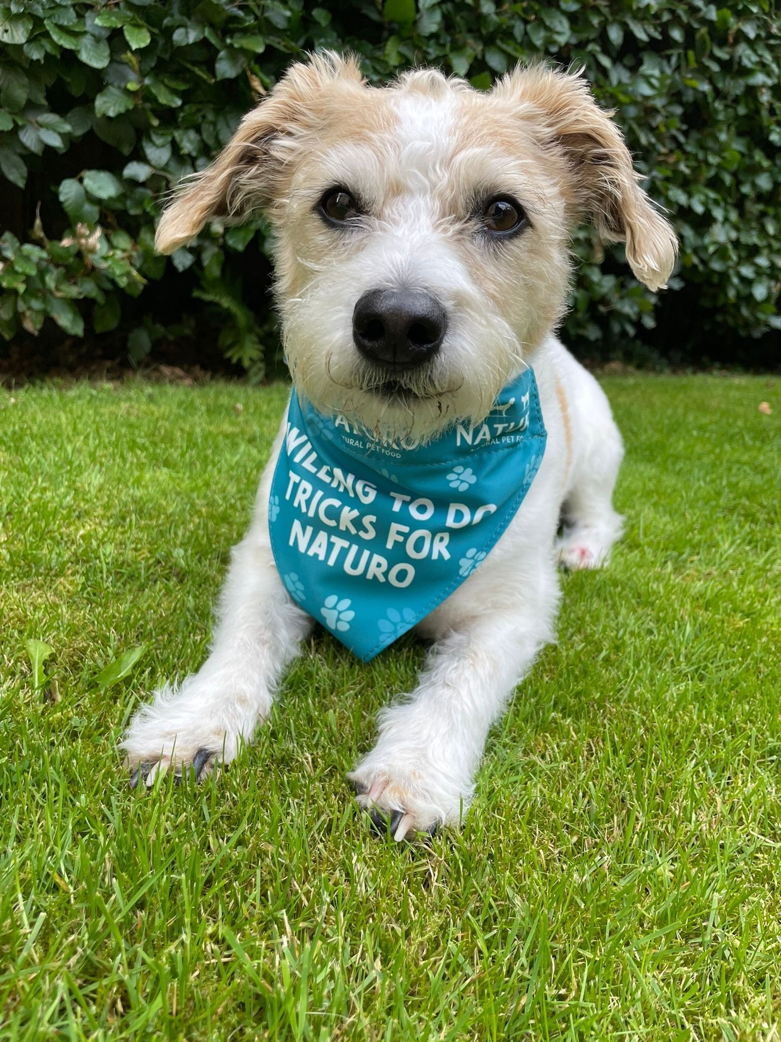 Dog wearing a Naturo teal bandana with text sitting on grass