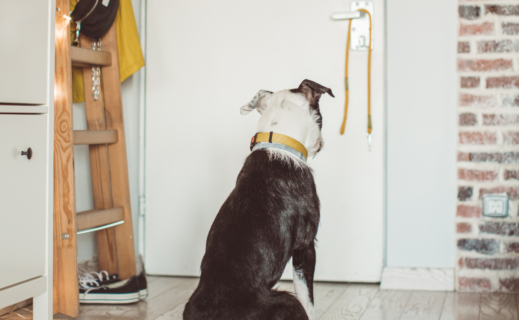 Separation Anxiety - How you can help your dog