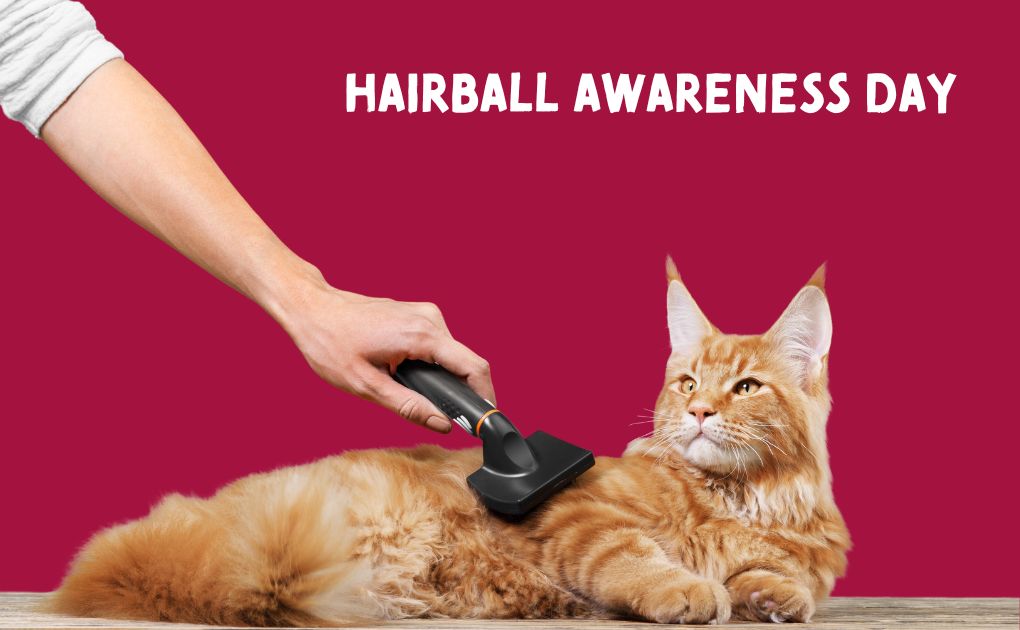 Hairball Awareness Day: How to Keep Your Cat Healthy and Happy