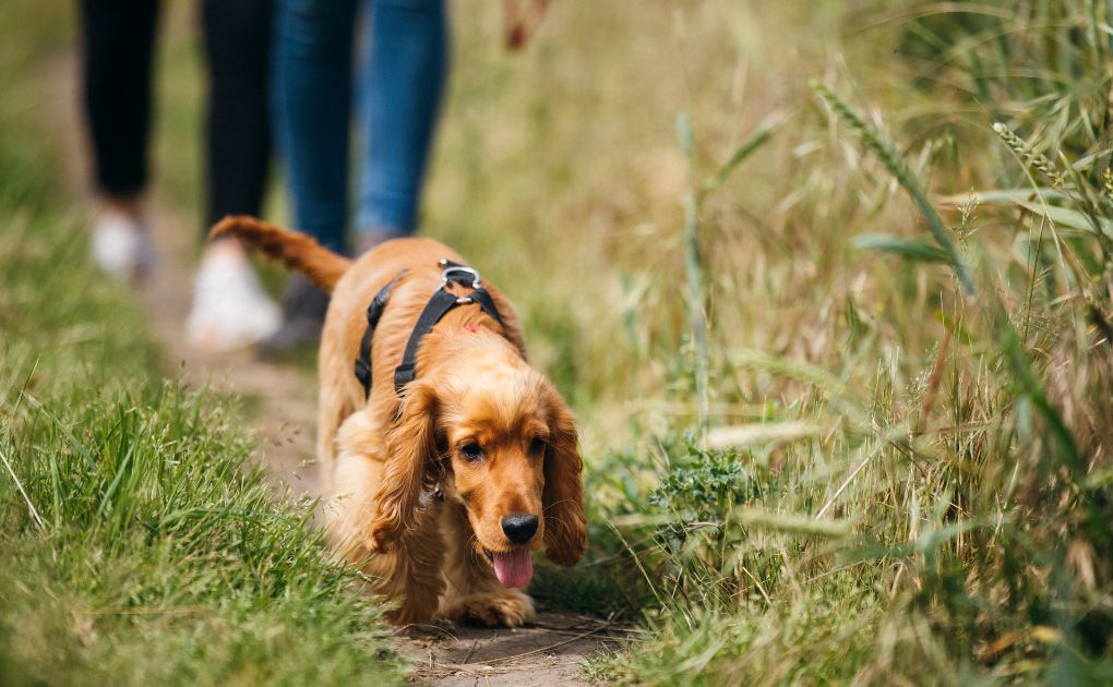 Embrace the Paw-sibilities: National Walk Your Dog Week with Naturo Natural Pet Foods