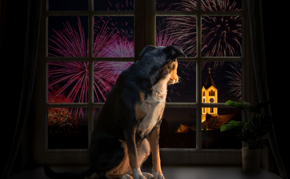 Sparkle Safely: Naturo Natural Pet Foods' Guide to Firework Safety for Your Furry Friends